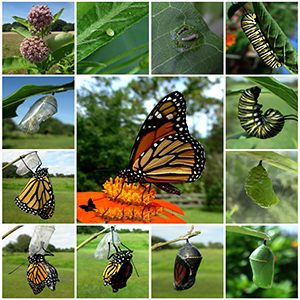 Microslide Monarch Butterfly